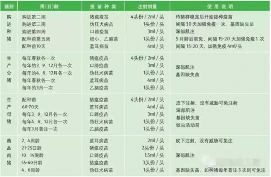荷兰万头猪场各阶段猪群生产管理要点