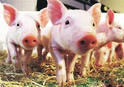 厉害了 552家企业成为国家最新畜禽养殖标准化示范场