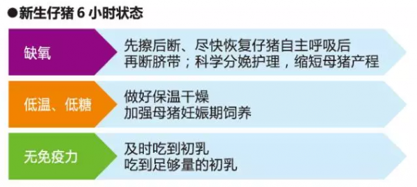 新生仔猪6小时内做好这3点，让小猪更好养
