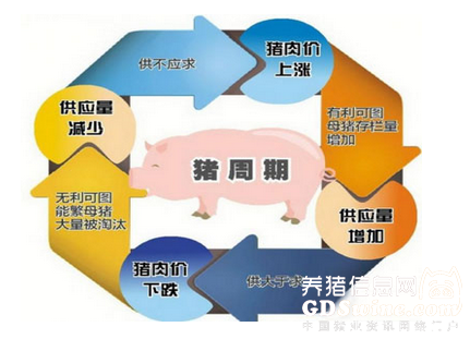 超长猪周期进入后半段 2017年＂金猪＂料变＂银猪＂