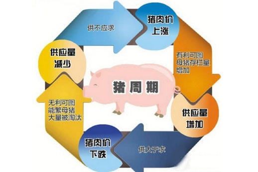 2017年猪周期将持续 生猪养殖户补栏还需谨慎