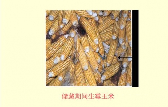111Q15036-1.jpg
