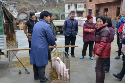 “千元仔猪”重出江湖，你敢补栏吗？