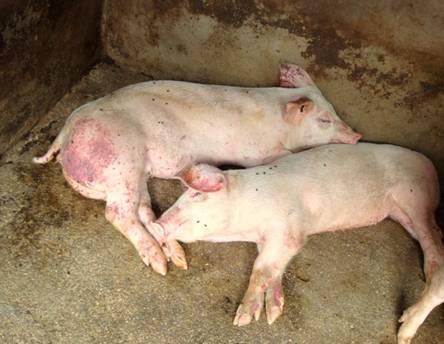 养猪人必看—从死猪身上总结出来的几点经验！
