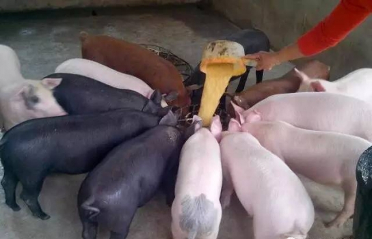 仔猪腹泻的鉴定和治疗办法