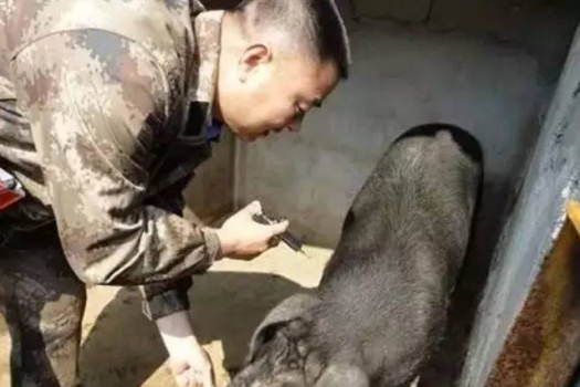 猪病了，打针却死亡的更多 ，是什么原因？