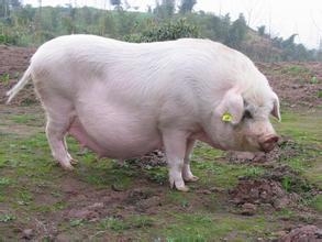 哺乳母猪成功饲养的关键