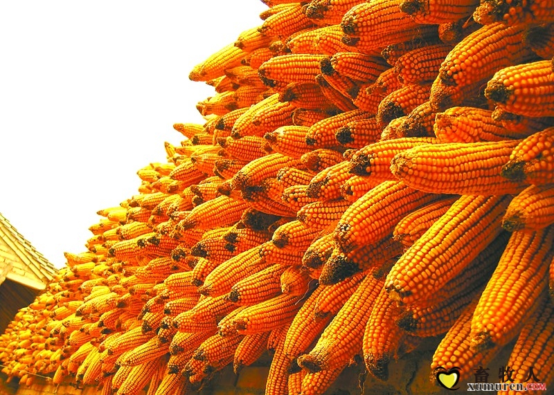 玉米.jpg