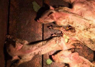 兽医经验：猪流行性腹泻应这样防控