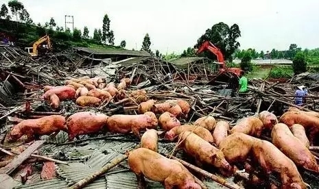 剩余猪场全部拆除！全国多地全面启动禁养区清除行动