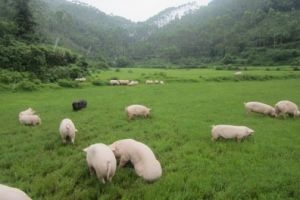 “南猪北上”趋势已定 内蒙古发声“因地制宜”