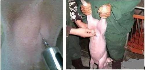 仔猪腹泻变“僵猪” ，该如何预防和治疗？