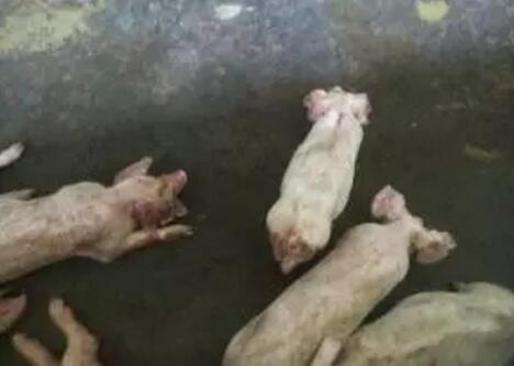 猪“冷泻”病是怎么回事？怎样防治？