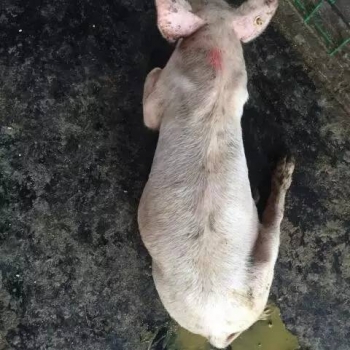 猪场发生流行性腹泻，怎样使10日龄以内的仔猪免受灭顶之灾！