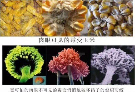 全国20省市饲料原料霉菌毒素污染状况报告分析