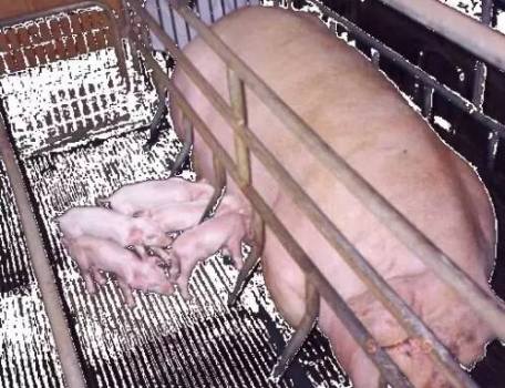 影响哺乳仔猪腹泻的因素及防治措施！