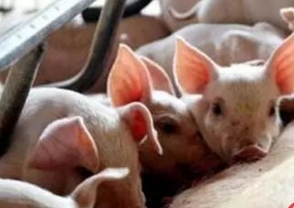 仔猪拉稀就一定是黄白痢、流行性腹泻？大错特错