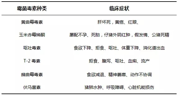 脱霉剂能解毒？先看猪有没有这些改变