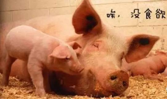 母猪低温综合症的发病原因及防治措施
