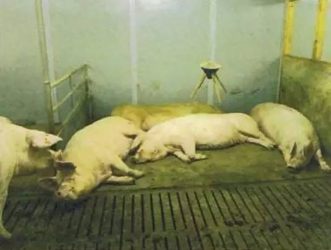 母猪对配种舍的要求——它们也需要舒适的环境
