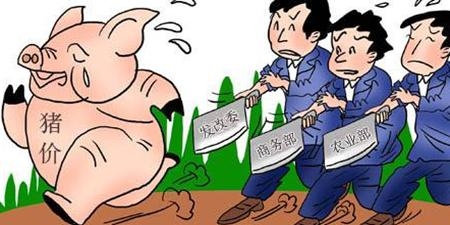 猪价连跌全线破8，中央启动冻猪肉收储来救猪市？