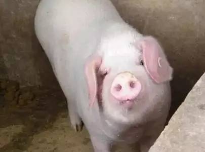 猪场什么样的母猪该淘汰，看完不吃亏！