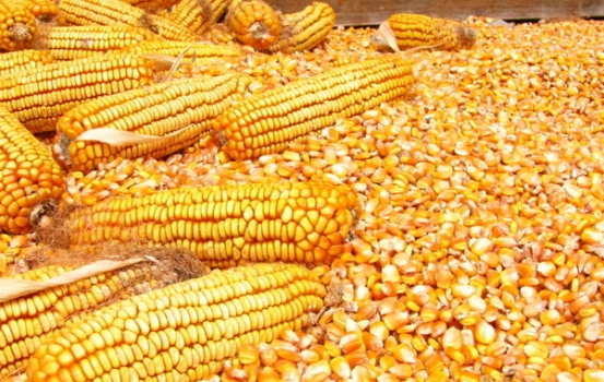 玉米2.jpg