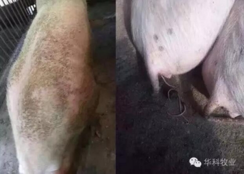 猪场驱虫应注意的4个方面 不看后悔！