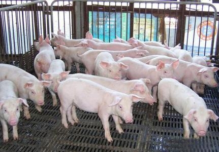规模化养殖是趋势 分析养猪场与环保之间矛盾加剧原因