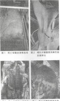 围观：一例猪弓形体病的诊治报告！