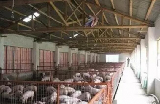新猪场建设需具备的关键要素有哪些？