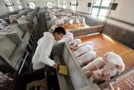 控制猪场饲料成本的那些诀窍