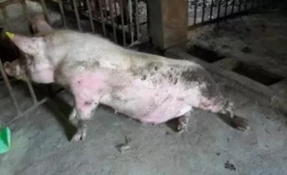 瘫痪是母猪常患病，养猪人警惕！