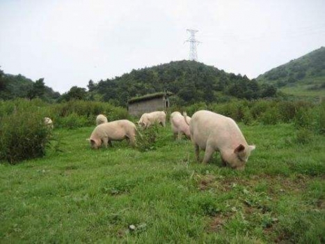 农业部：保供给 保安全 保生态 发展现代畜牧业