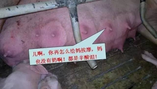 不可不知！母猪奶水不足有哪些信号？（图）