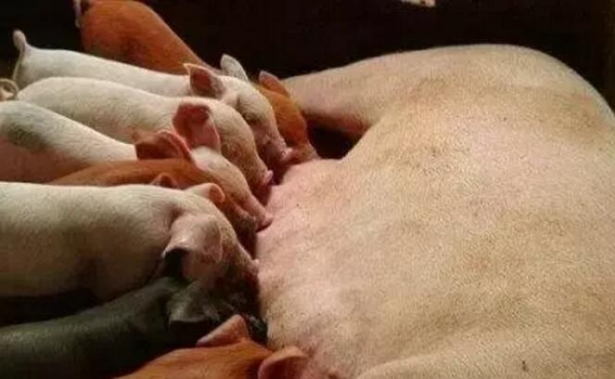减少哺乳仔猪死亡，这些你不能不读！