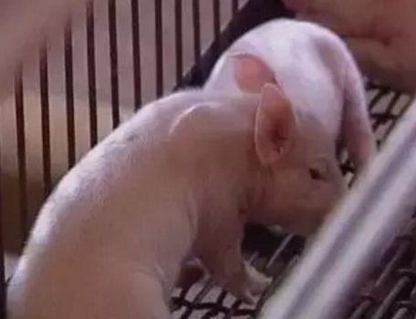 猪友分享夏季养猪防暑降温的四大方法
