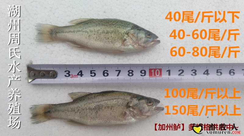 加州鲈鱼多规格.jpg