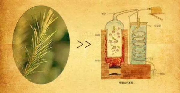 植物精油对饲料中霉菌抗菌效果的研究进展
