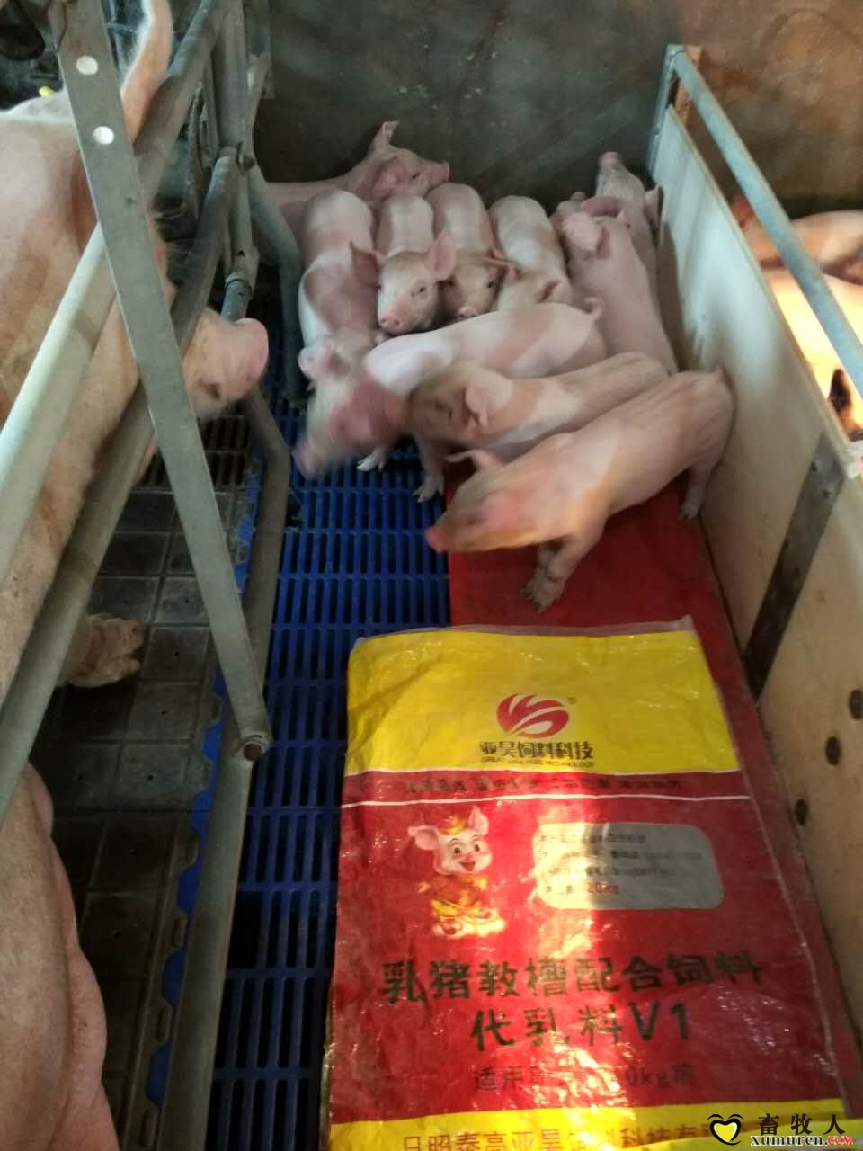 亚昊饲料教槽料，开口料