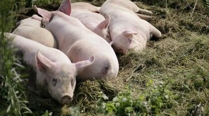 若越南猪肉正规进口到中国，反而对国内猪市有利?