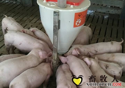 亚昊饲料