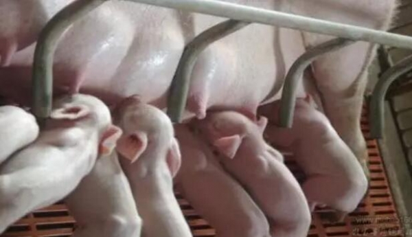 母猪产后拒乳咬仔原因汇总！