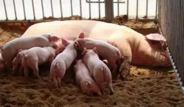 想知道怎样养好哺乳母猪吗？