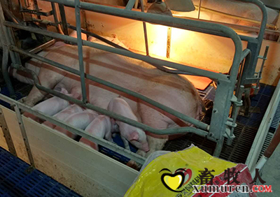 亚昊饲料喂养母猪