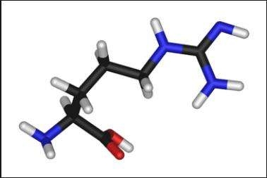 经产母猪在妊娠和泌乳期补饲精氨酸对乳腺营养摄入的影响