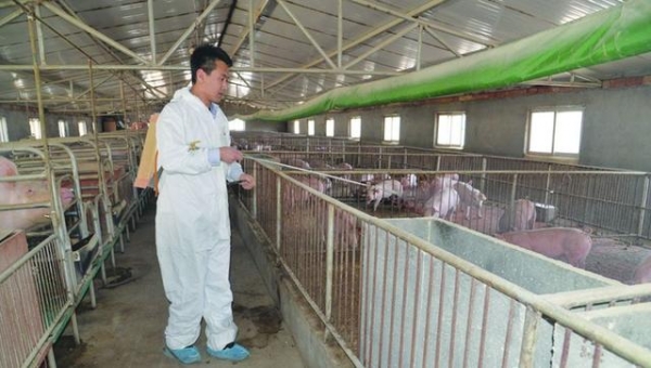 养猪如何应对高温天气？