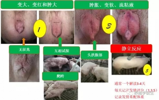 后备猪诱情管理