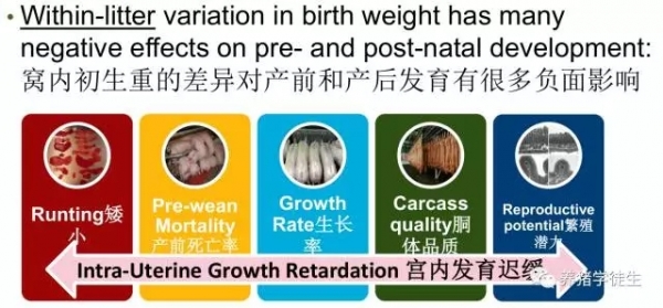 后备猪现状及选育