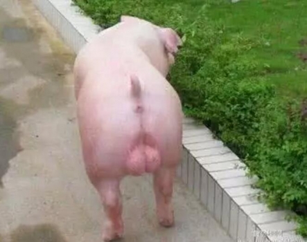 大公猪的阉割方法与注意事项！